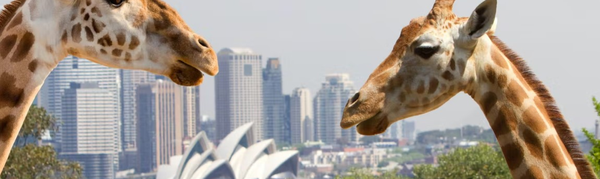 Taronga Zoo